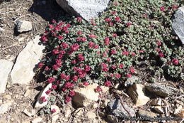 Image of alpine sulphur-flower buckwheat