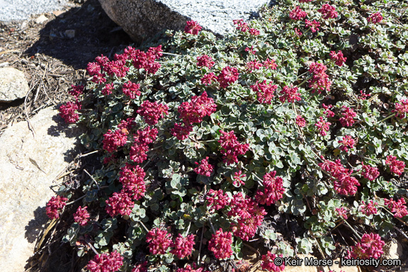 Image of alpine sulphur-flower buckwheat