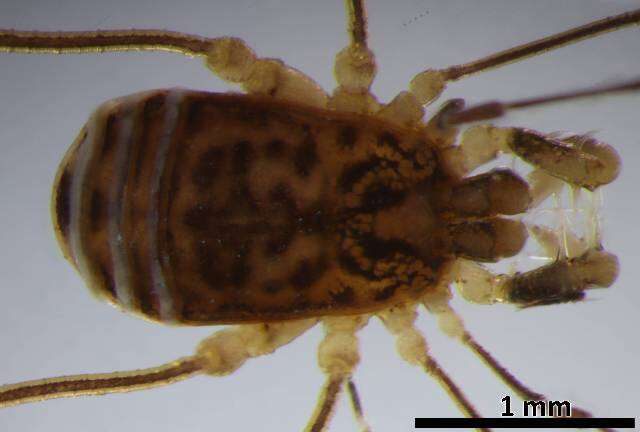Image of Agoristenidae