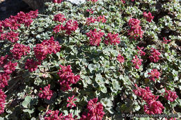 Image of alpine sulphur-flower buckwheat