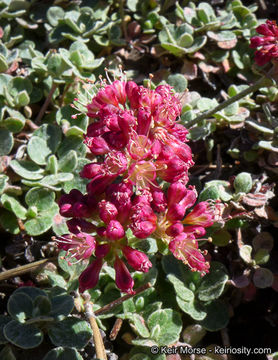 Image of alpine sulphur-flower buckwheat