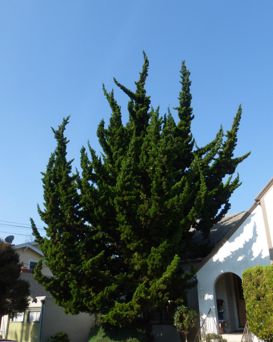 Image of Chinese Juniper