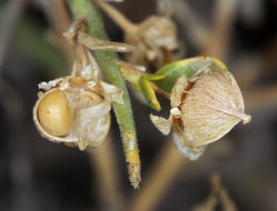 Image de Glossopetalon spinescens var. aridum M. E. Jones