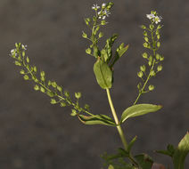 Image of Blue Water-speedwell