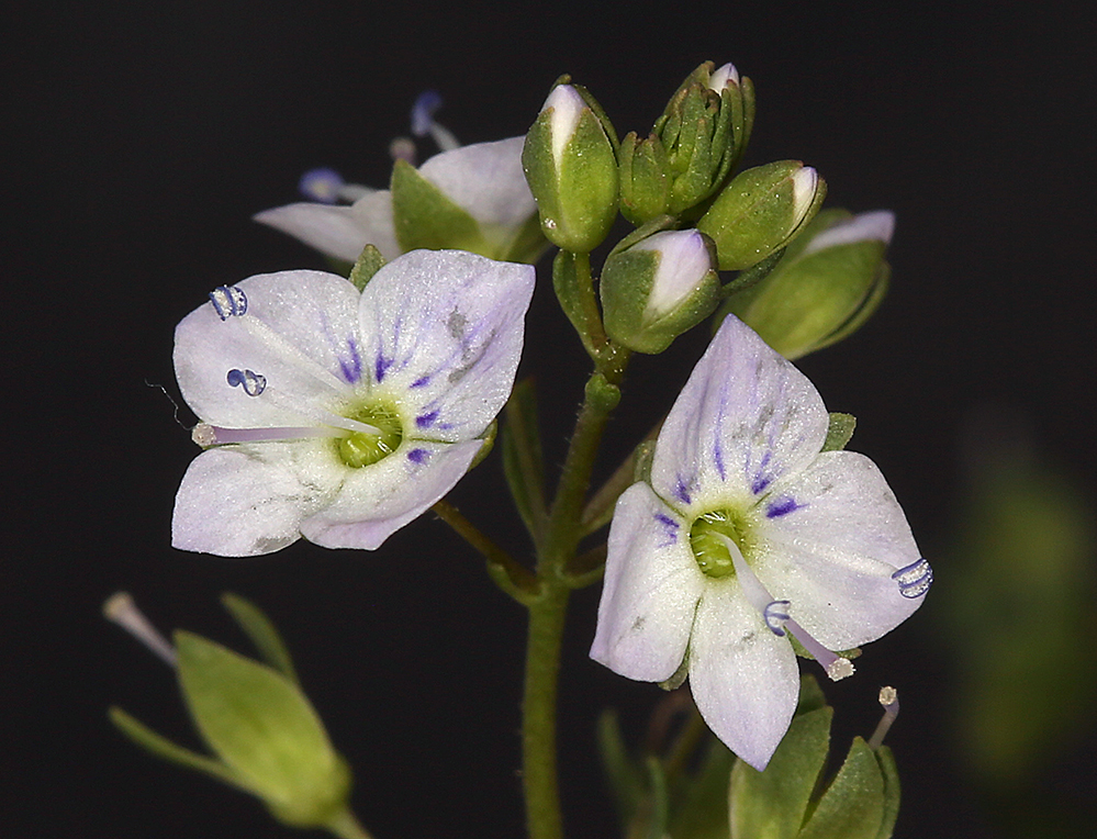 Image of Blue Water-speedwell