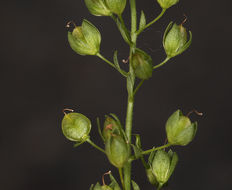 Image of Blue Water-speedwell