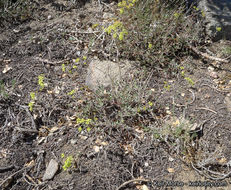 Image of Munz's buckwheat