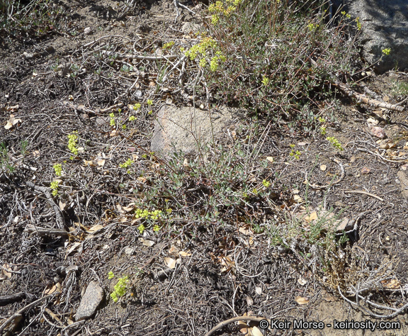 Image of Munz's buckwheat