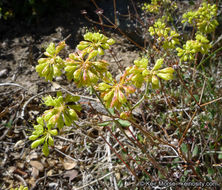 Image of Munz's buckwheat