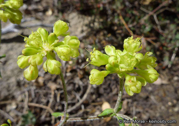 Image of Munz's buckwheat