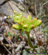 Image of Munz's buckwheat