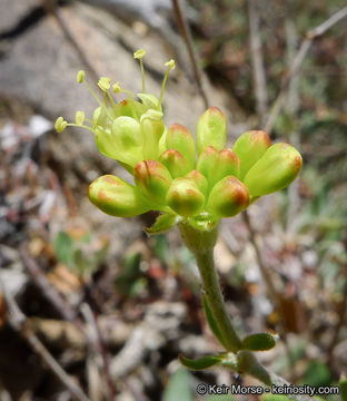 Image of Munz's buckwheat