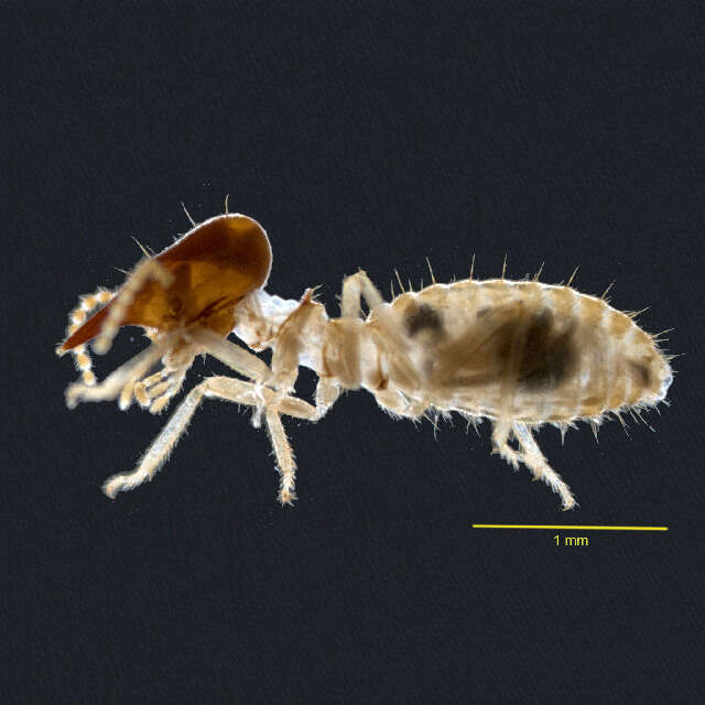 Nasutitermitinae resmi