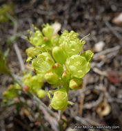 Image of Munz's buckwheat