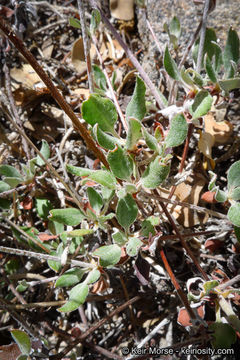 Image of Munz's buckwheat