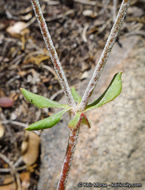 Image of Munz's buckwheat