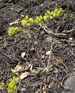 Image of Munz's buckwheat