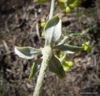 Imagem de Eriogonum umbellatum var. munzii Reveal