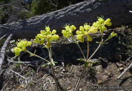 Image of Munz's buckwheat