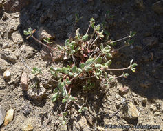 Image of Munz's buckwheat