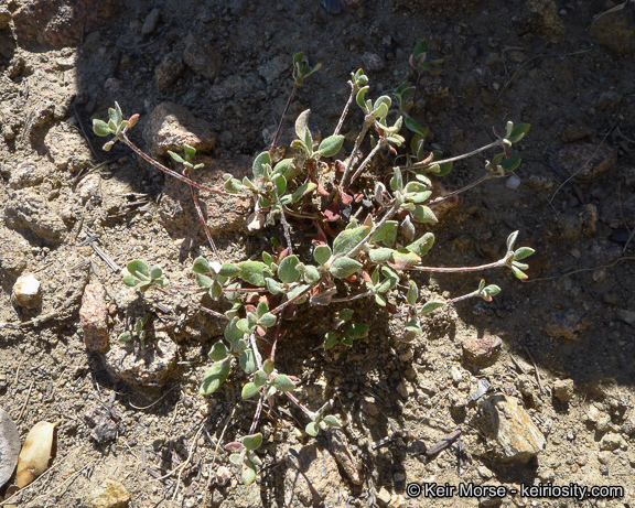 Image of Munz's buckwheat