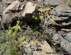 Image of Munz's buckwheat