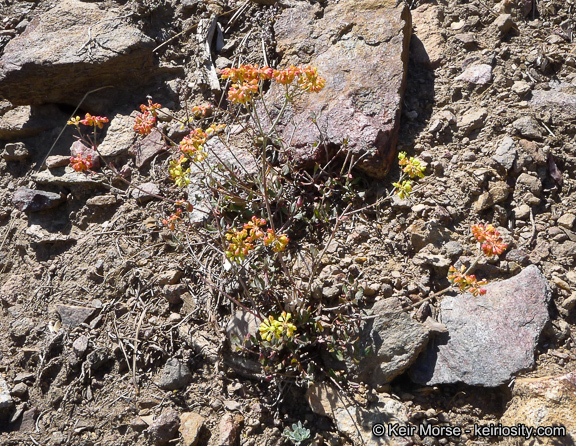 Image of Munz's buckwheat