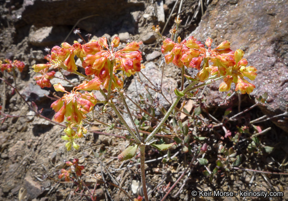 Image of Munz's buckwheat