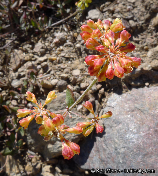 Image of Munz's buckwheat