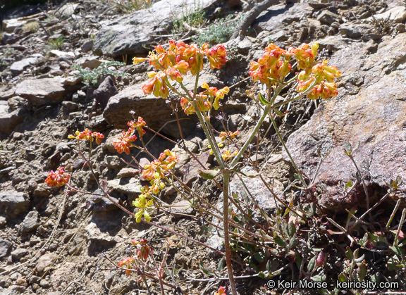 Image of Munz's buckwheat