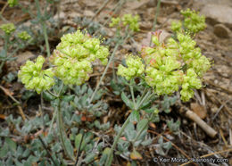 Image of Munz's buckwheat