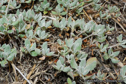 Image of Munz's buckwheat