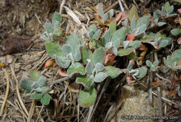 Image of Munz's buckwheat