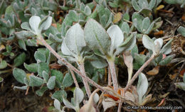 Image of Munz's buckwheat