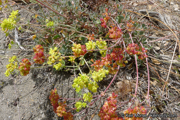 Image of Munz's buckwheat