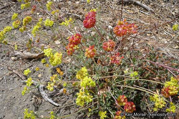 Image of Munz's buckwheat