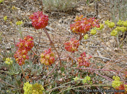 Image of Munz's buckwheat