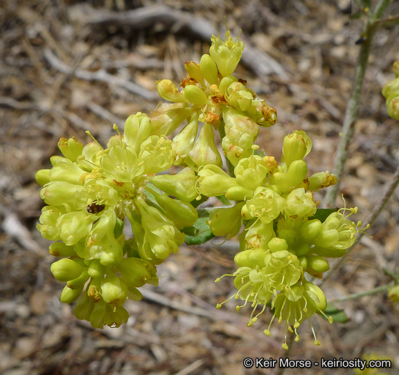 Image of Munz's buckwheat