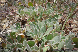 Image of Munz's buckwheat