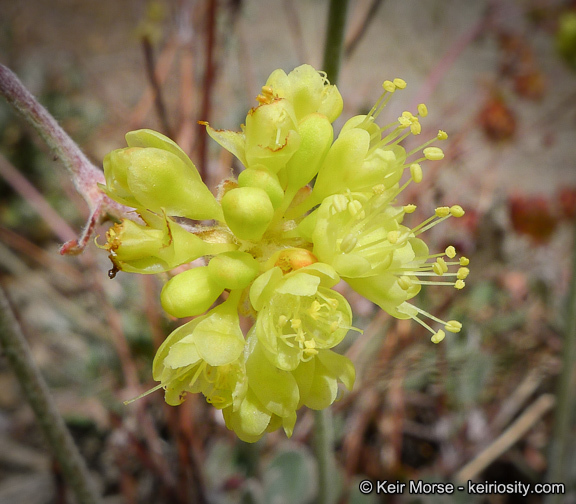 Image of Munz's buckwheat