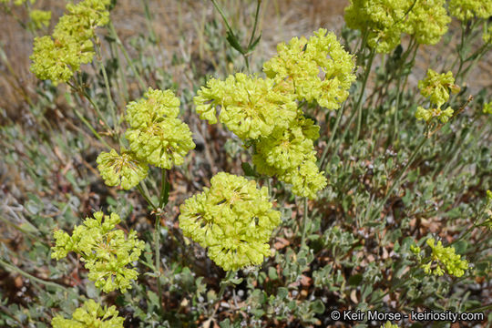 Image of Munz's buckwheat