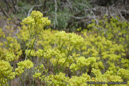 Image of Munz's buckwheat