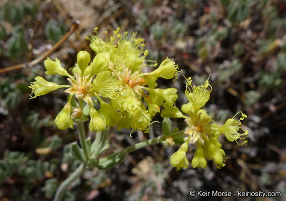 Image of Munz's buckwheat