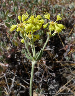 Image of Munz's buckwheat