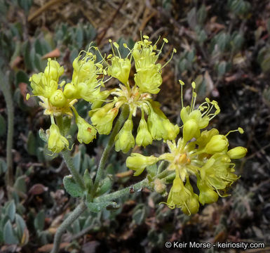 Image of Munz's buckwheat