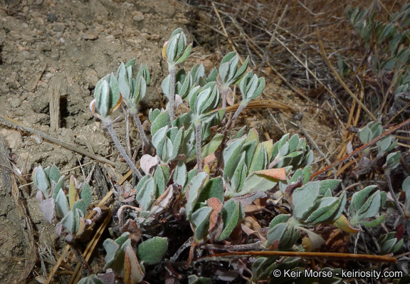 Image of Munz's buckwheat