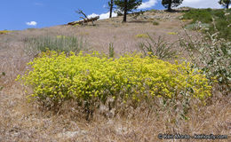 Image of Munz's buckwheat