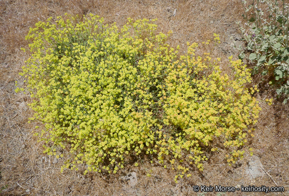 Image of Munz's buckwheat