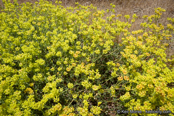 Image of Munz's buckwheat