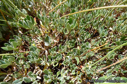 Image of Munz's buckwheat